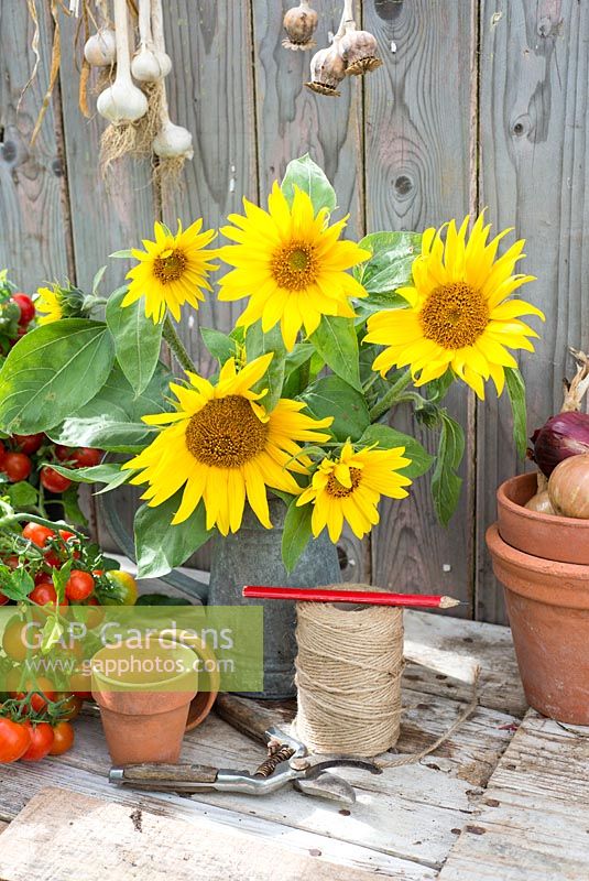 Sunflowers, cut and arranged in vintage zinc container.