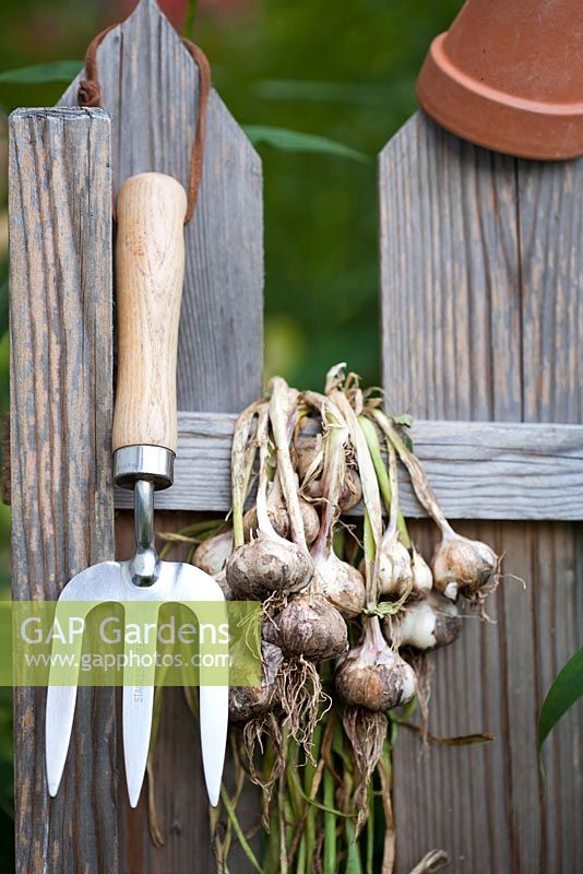 Garlic bunched and hanging in a wooden fence.