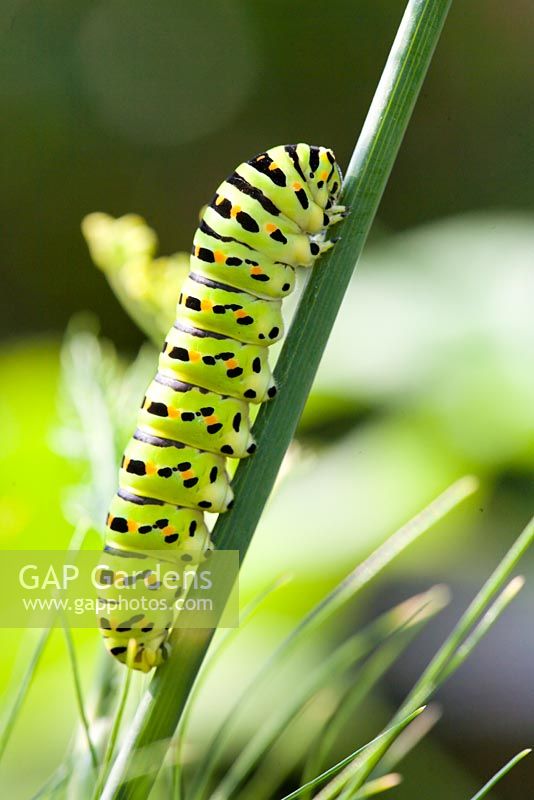 Papilio machaon - caterpillar on fennel.