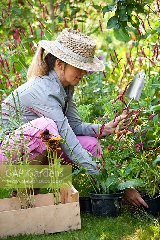 Woman planting perennials in flowerbed - Persicaria amplexicaulis 'Firetail', Echinacea, Rudbeckia, Veronica spicata