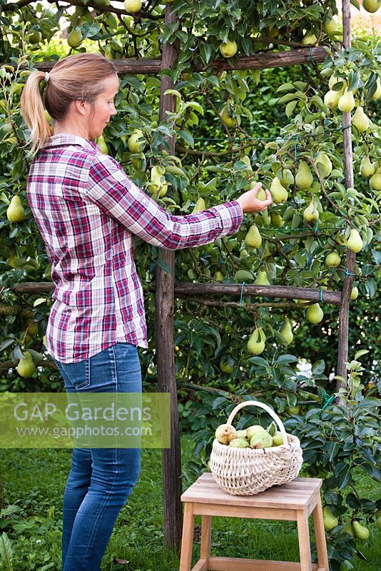 Pyrus communis 'Williams'. Woman picking pears in the autumn. September.