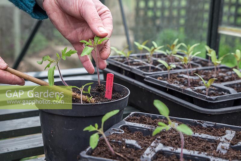 Pricking out Tomato 'Alicante' - Lycopersicon esculentum seedlings