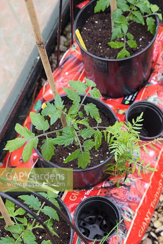 Tomato 'Alicante' - Lycopersicon esculentum in growing bags, with companion planting of Tagetes, Mint and Chives