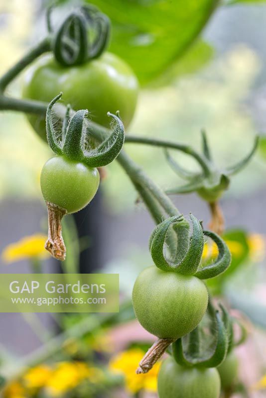 Lycopersicon esculentum 'Alicante' - growth development of tomato