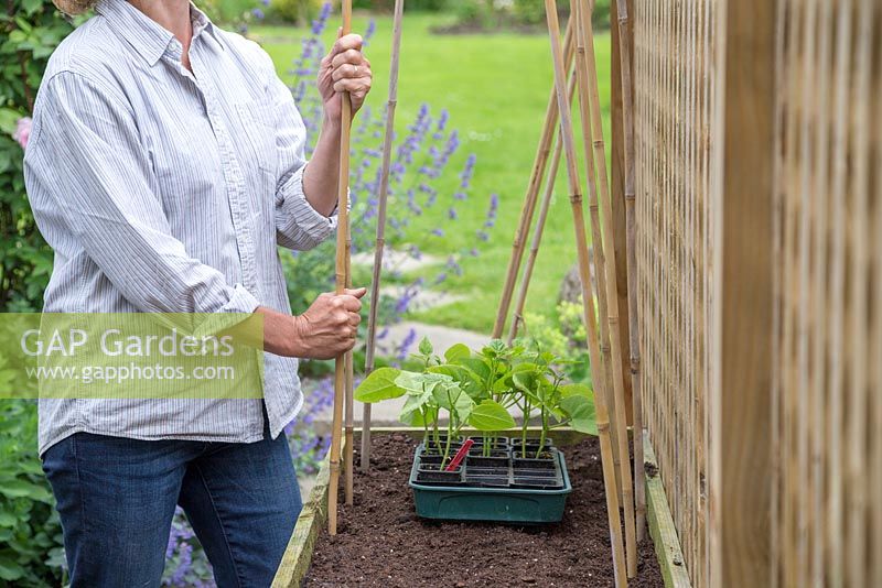 Adding garden cane support in raised bed for Phaseolus vulgaris 'Blue Lake' - French bean 