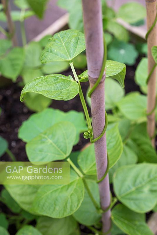 Phaseolus vulgaris 'Blue Lake' - French bean climbing garden cane