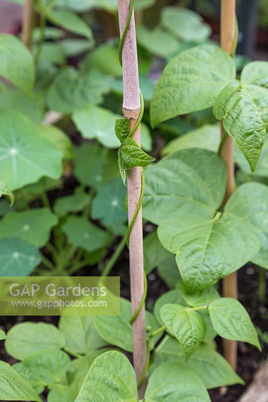 Phaseolus vulgaris  'Blue Lake' - French bean climbing garden cane