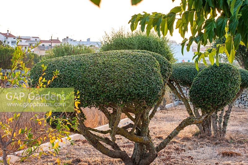 Clipped topiary olive trees.  Alaior, Menorca. 