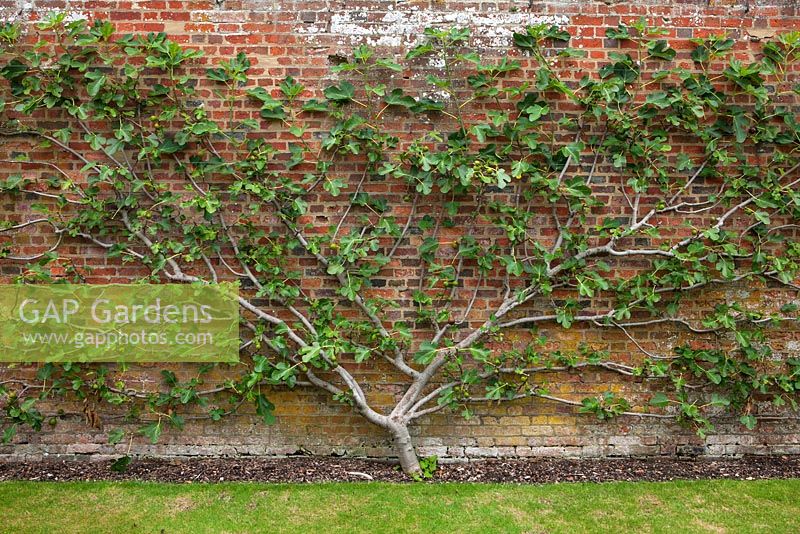 Ficus carica - fig trained against the brick wall in the walled vegetable garden