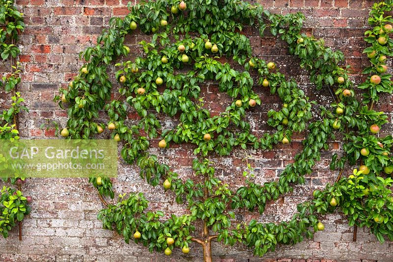Malus - espaliered apple tree - apple spartan m26 trained as a spiral against the brick wall in the walled vegetable garden