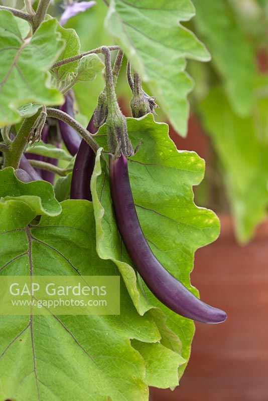 Solanum melongena - aubergine early long purple 3 
