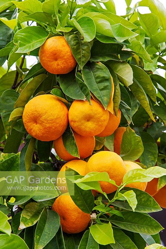 Citrus aurantium  - Seville orange tree, Spain 