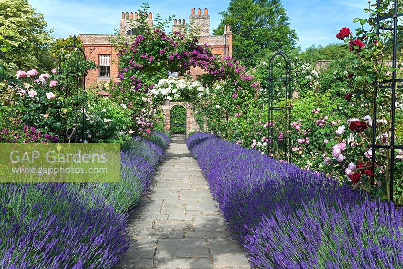 
Path edged with borders of lavender in walled garden at Capel Manor
