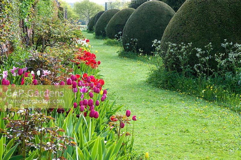 Mixed Darwin tulips in border and Yew topiary - Helmingham Hall, Suffolk