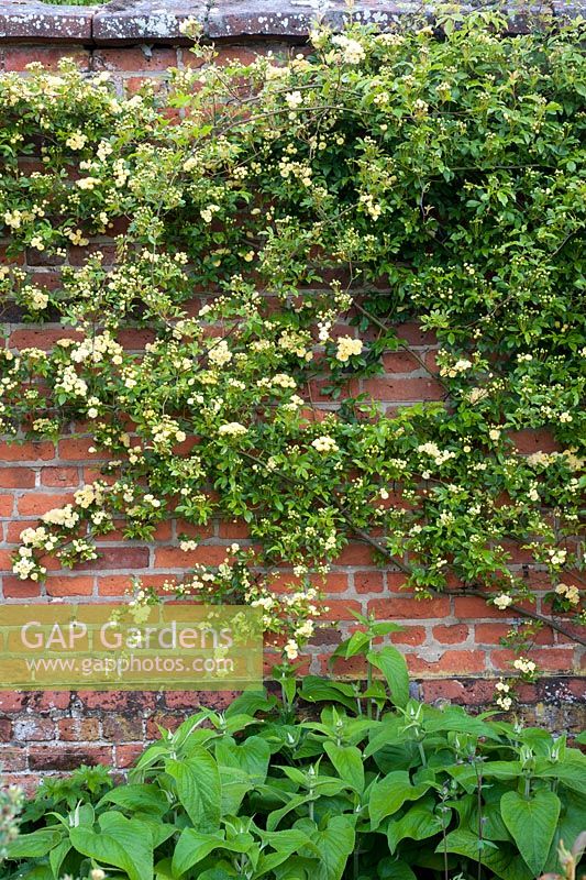Rosa banksiae 'Lutea' on wall - Helmingham Hall, Suffolk