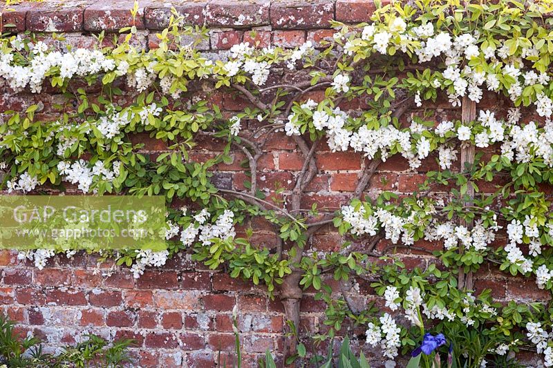 Pyrus in blossom on wall