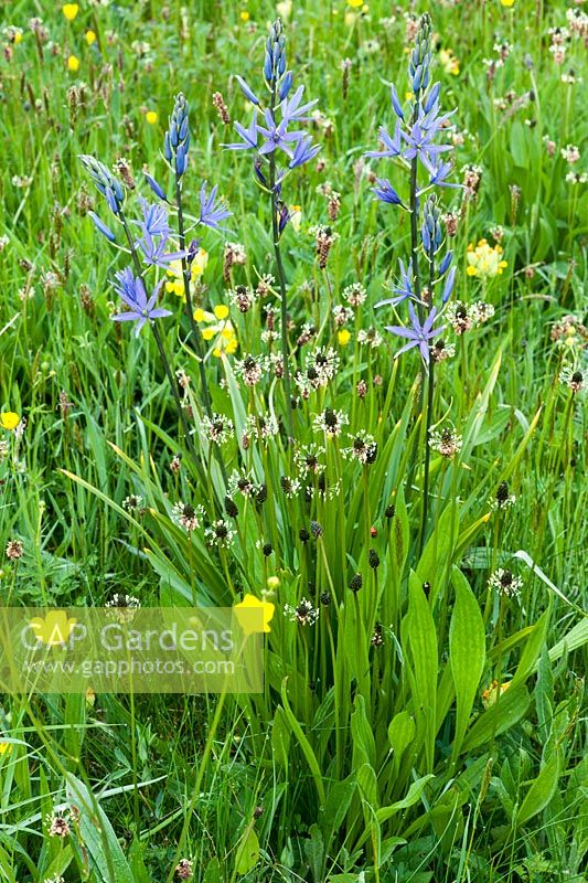 Spring wild flower meadow with cowslips and camassias - Helmingham Hall, Suffolk