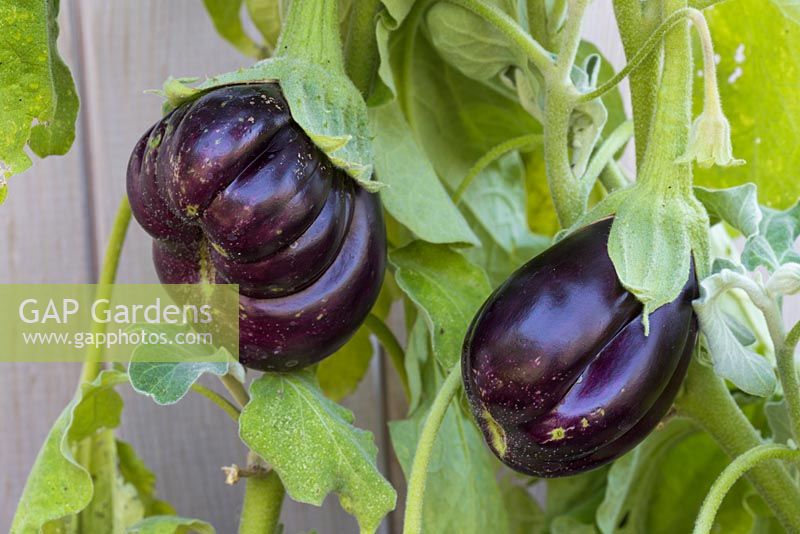Solanum melongena - Aubergine 'Black Beauty' 