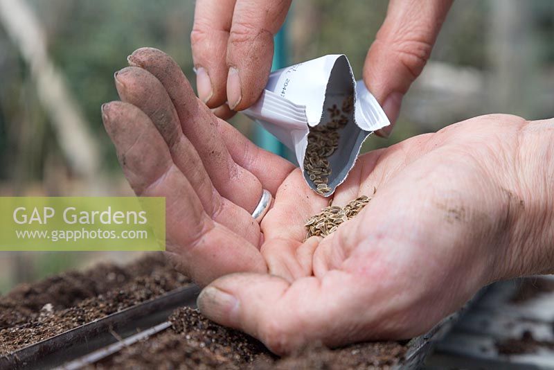 Emptying Dill - Anethum graveolens seeds into hand