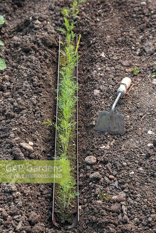 Gutter filled with Dill - Anethum graveolens ready to be planted into border