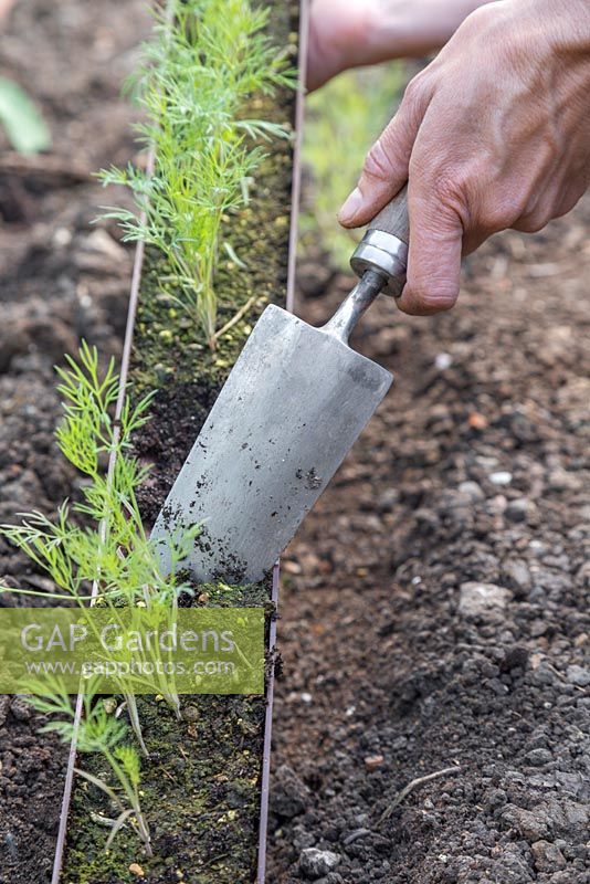 Removing Dill - Anethum graveolens from gutter with hand trowel
