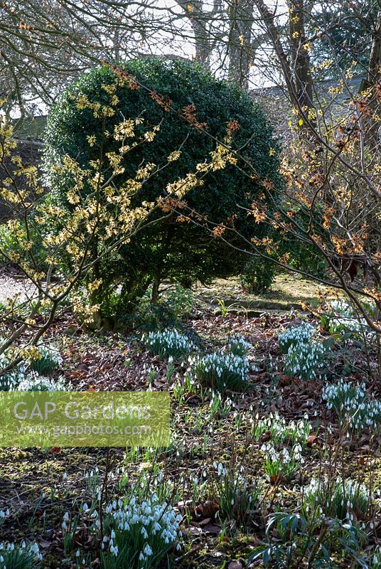 Hamamelis in flower underplanted with Galanthus - Ston Easton Park, Somerset