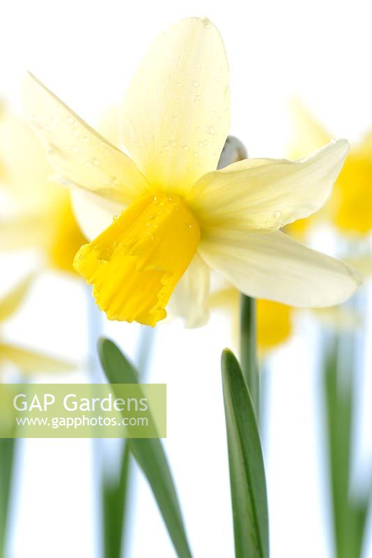 Narcissus 'Jack Snipe' AGM - Daffodil Div 6 Cyclamineus 