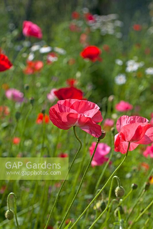 Annual meadow flowers with Poppies - Papaver rhoeas 