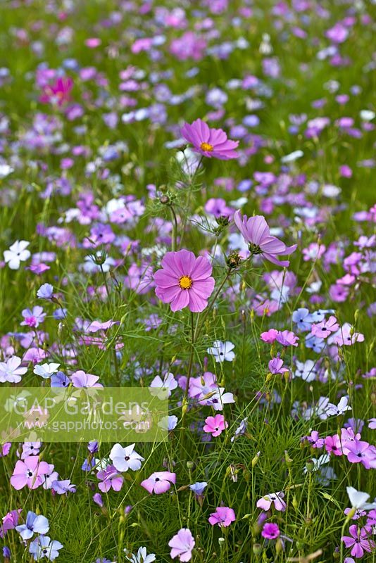 Annual wildflower meadow with Silene oculata and Cosmos