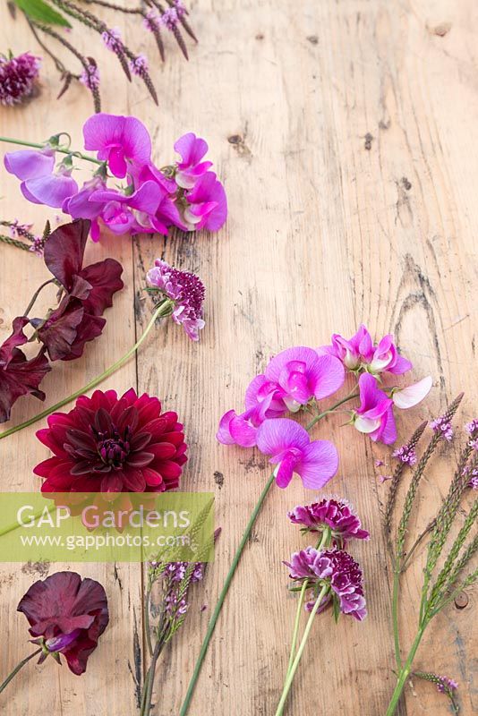 Cut flowers to create posy - plants include Lathyrus latifolius, Lathyrus odoratus, Verbena hastata, Dahlia and Scabiosa