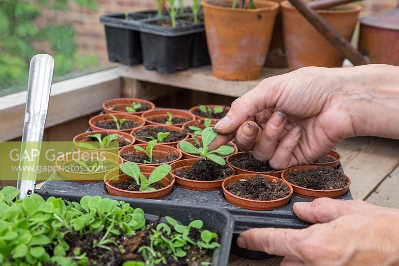 Pricking out Nicotiana langsdorffii seedlings into individual pots