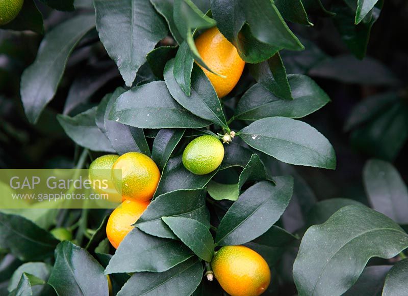 Fortunella margarita 'Nagami' - Kumquat 