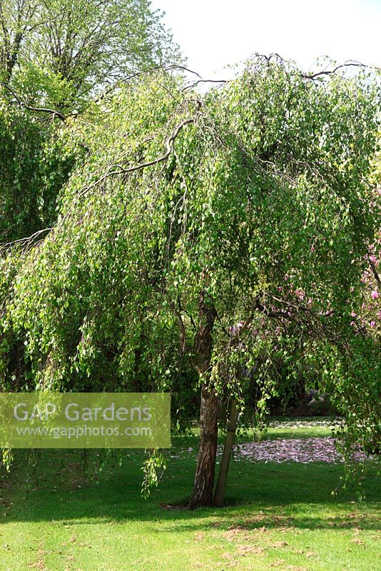 Betula Pendula - Silver Birch tree in spring