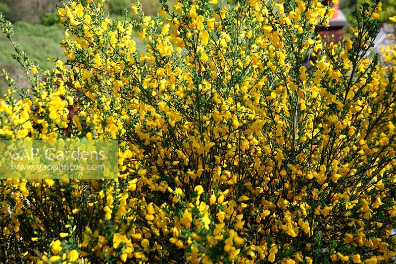 Cytisus scoparius - shrub in flower