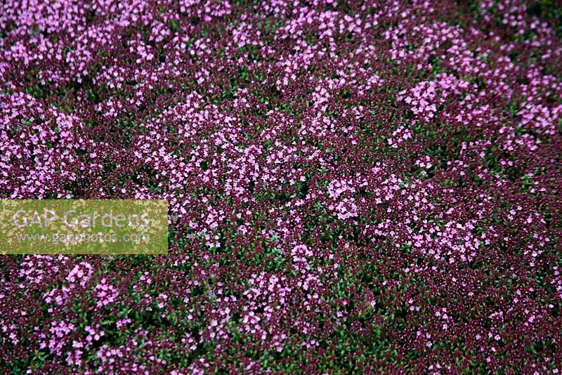 Thymus herba barona - Caroway thyme close up of flowers 