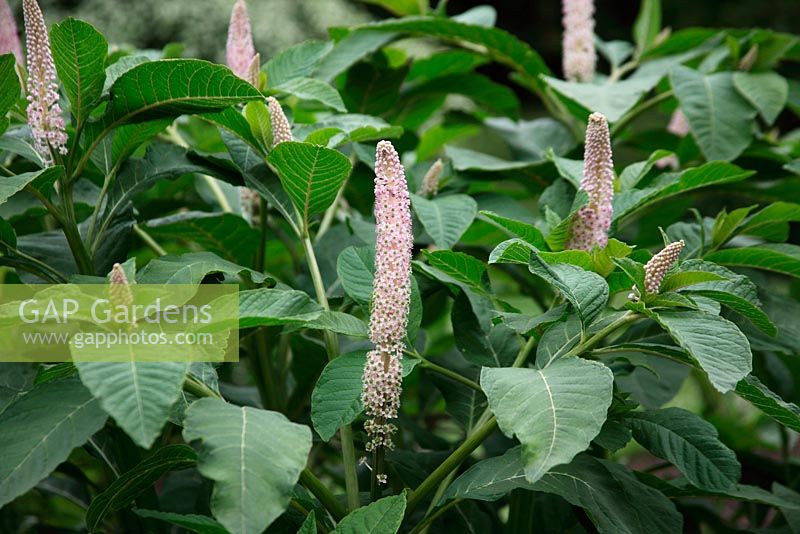Phytolacca sp in flower