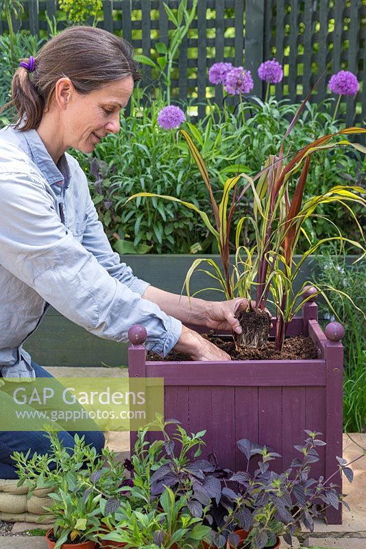 Woman planting Pennisetum glaucum 'Purple Majesty' F1 Hybrid into purple container