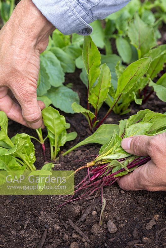 Thinning Beetroot 'Rainbow Beet' - Beta vulgaris to create space and promote larger crops