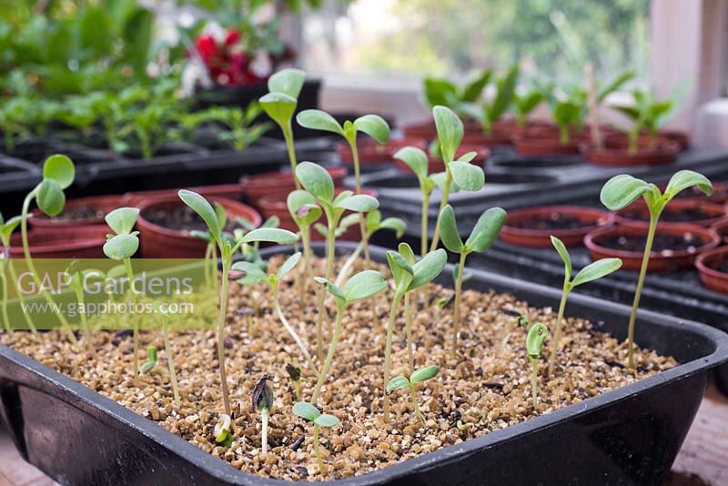 Growth development of Zinnia elegans 'Purple Prince' seedlings