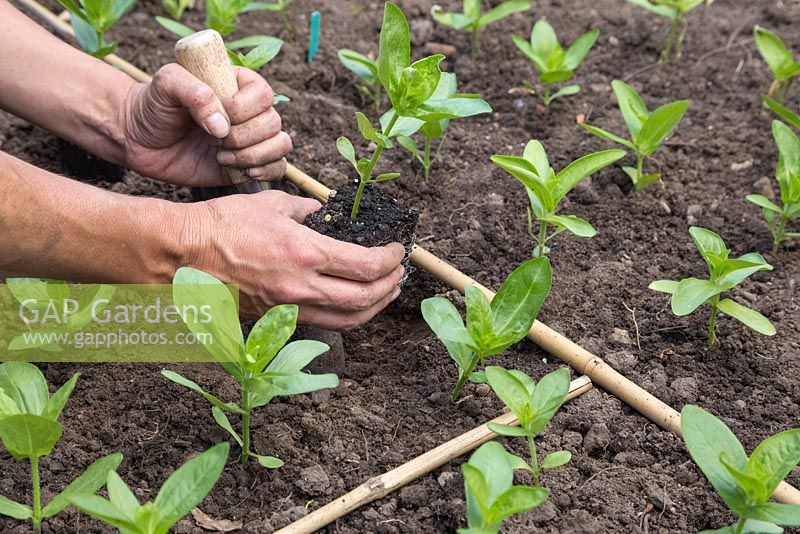 Planting Zinnia plugs into border using garden canes as a planting aid to keep cultivars separate