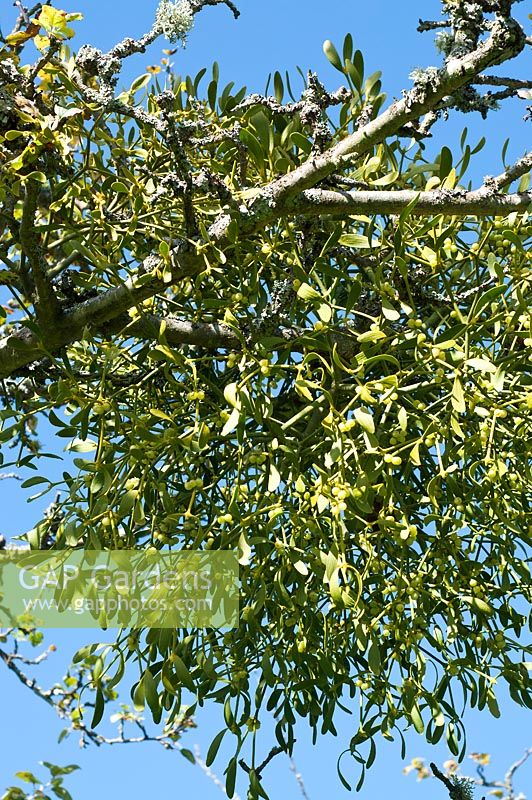 Viscum album - Mistletoe, growing on an old apple