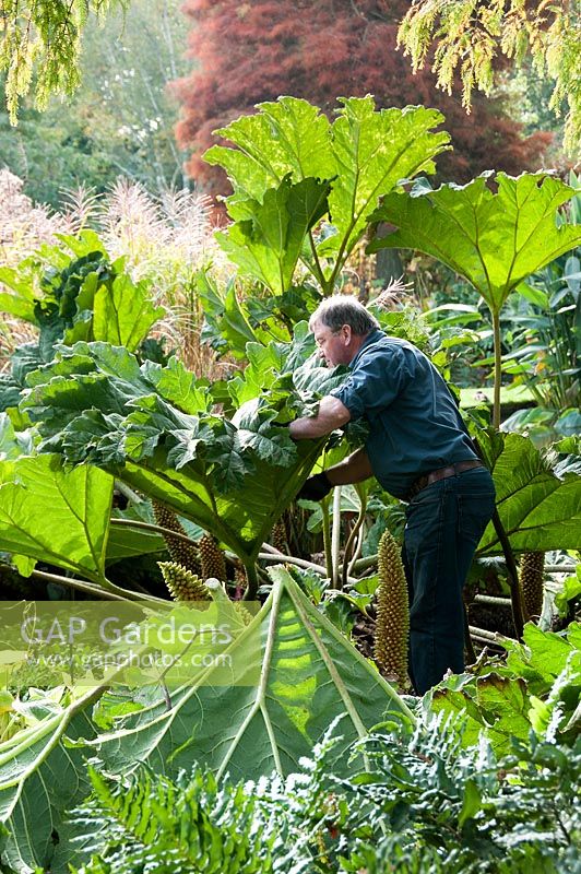 Chris Lambert cutting back Gunnera tinctoria and using the leathery leaves to cover the crowns to protect them from the frost.  