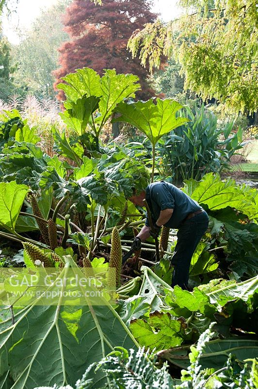 Chris Lambert cutting back Gunnera tinctoria and using the leathery leaves to cover the crowns to protect them from the frost. 

