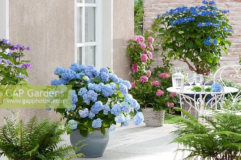 Hydrangea 'Endless Summer', 'Blaumeise' Stamm, 'Schone Bautznerin', Rosa and table and chairs