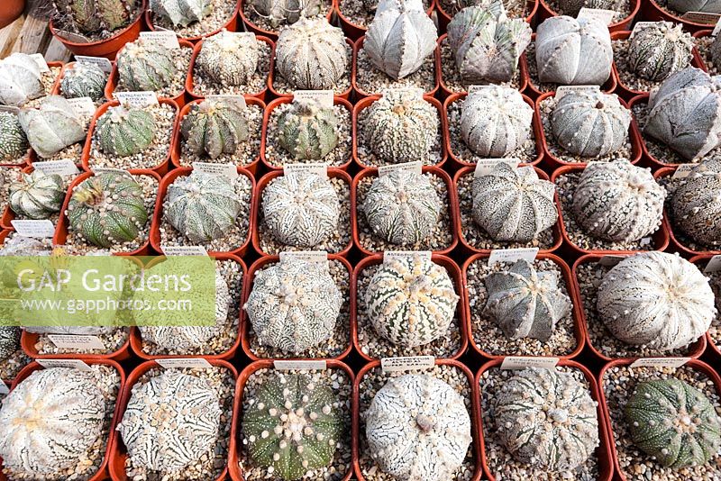Collection of Astrophytum