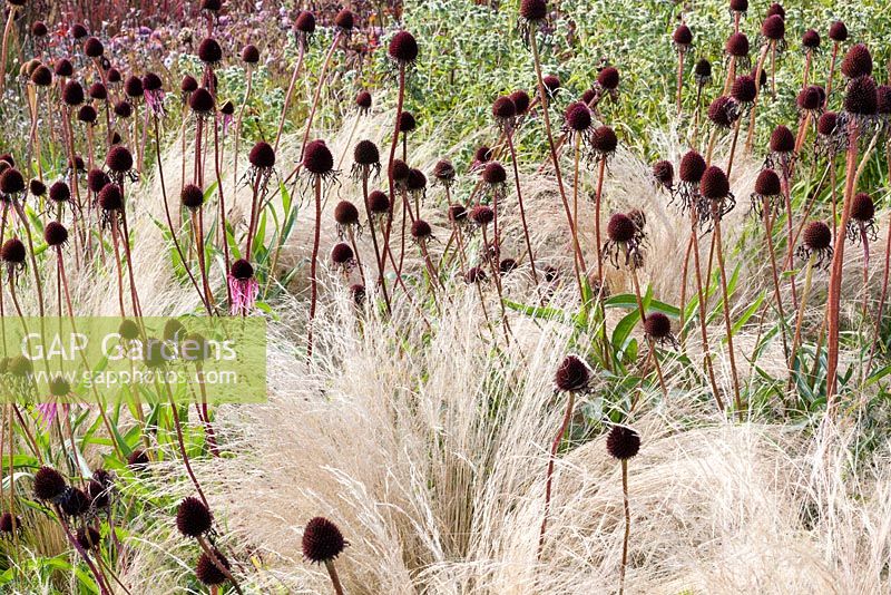 Echinacea purpurea with Stipa tenuissima. Hauser and Wirth, Bruton, Somerset. Planting design by Piet Oudolf.