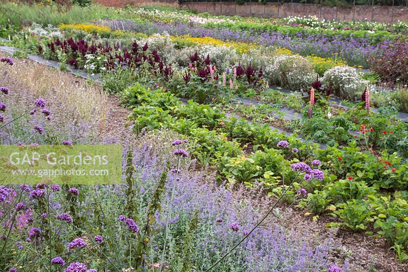 A wide overview of the cutting garden showing the rows of flowers