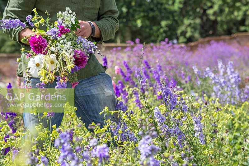 Patrick Cadman holding a bunch of cut flowers. Dahlia, Larkspur, Cosmos, Nicotiana