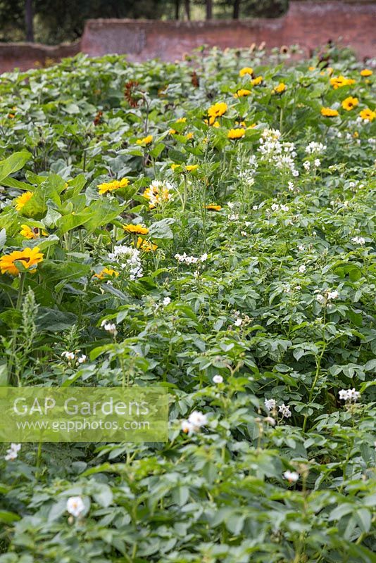 Rows of Potatoes growing beside Helianthus annuus 'Vincent's Choice'