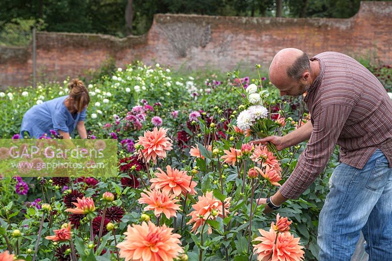 Patrick Cadman and Sheree King cutting Dahlias side by side